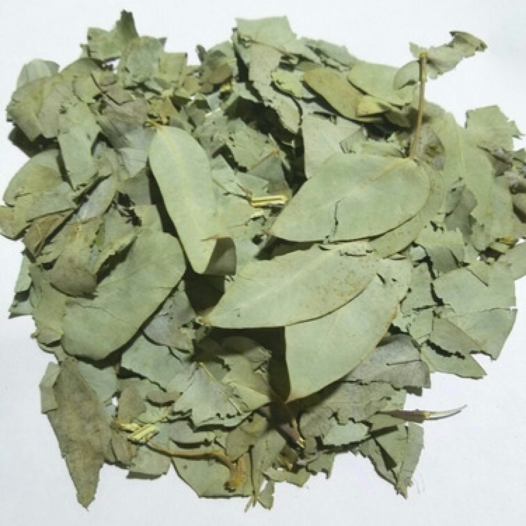 eucaliptus-hojas-x-1-kg